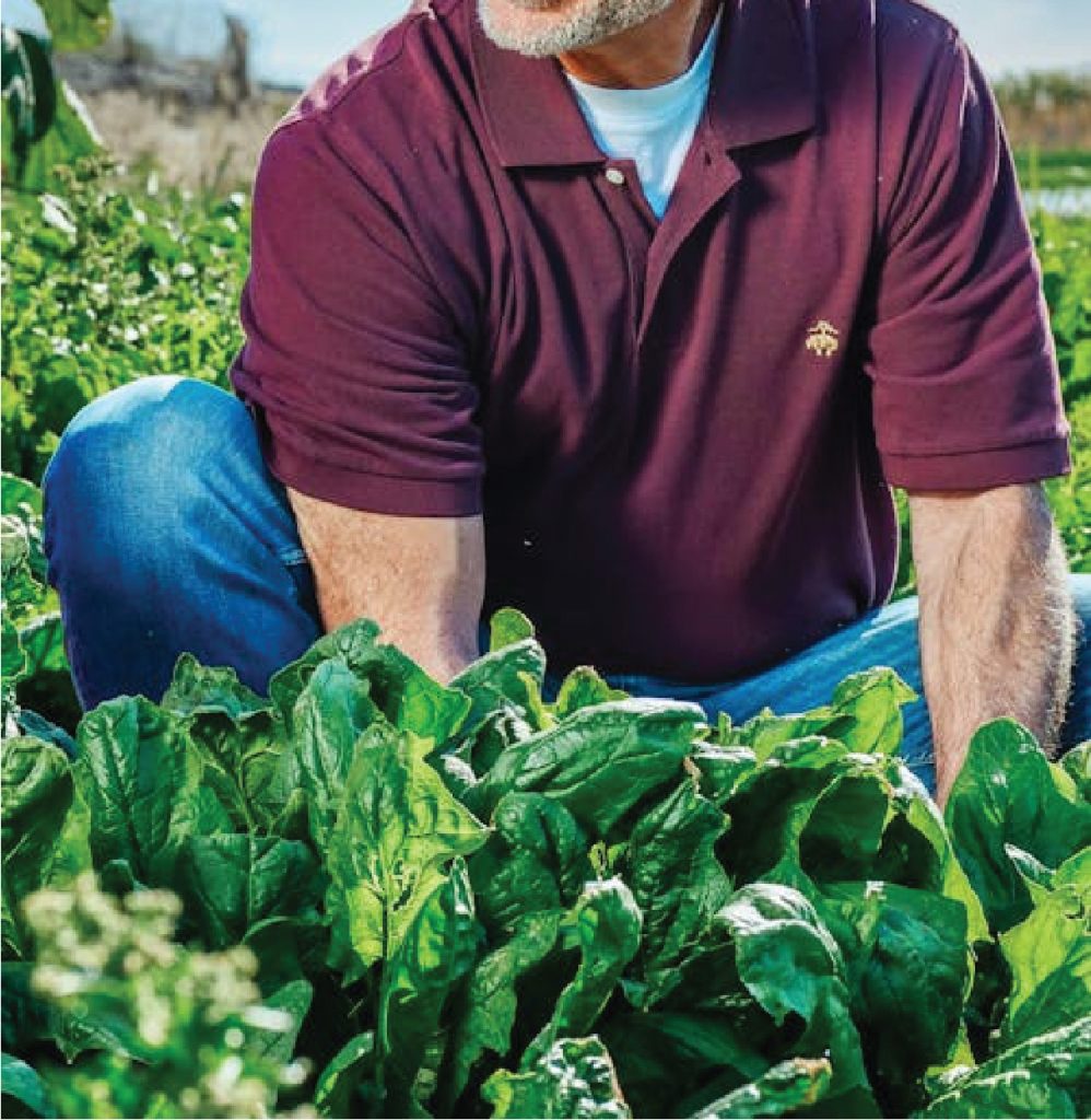 Seedlings growing with balanced nutrients from organic fertiliser