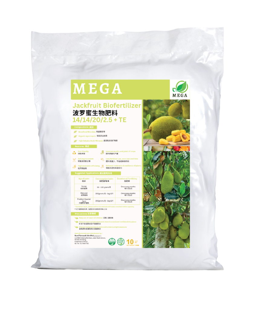 Jackfruit tree nourished by Mega Bio Biofertiliser